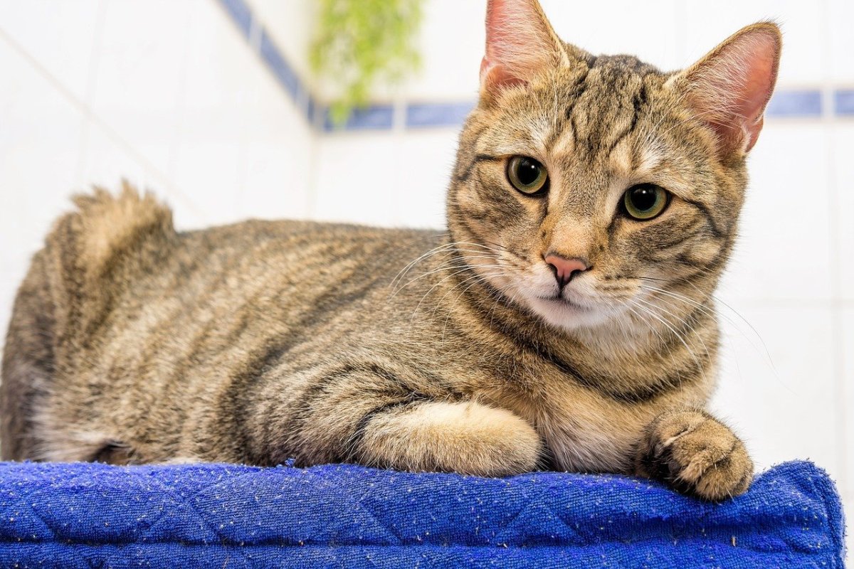 Британская шиншилла Хосико