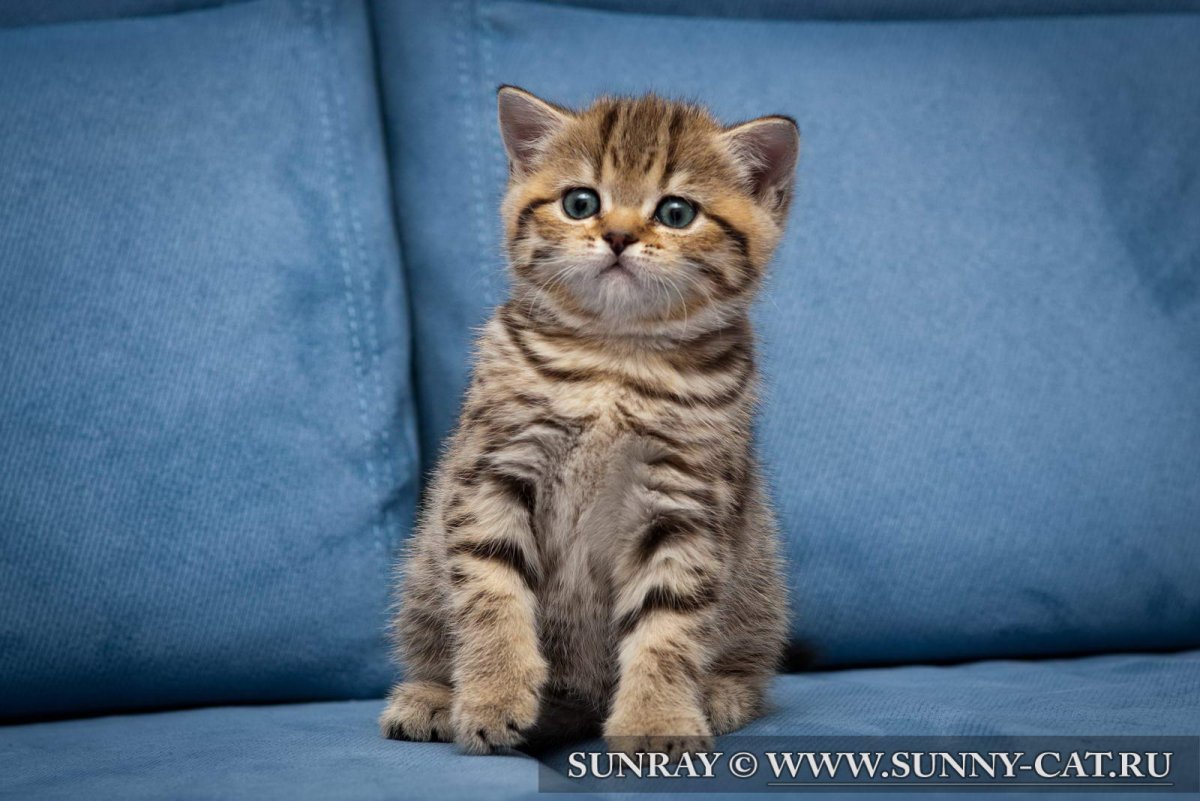 Американская короткошерстная табби