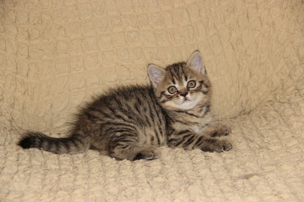 Шотландский Браун табби