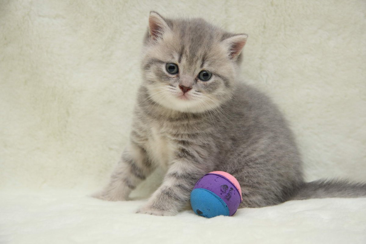 Голубой табби британец