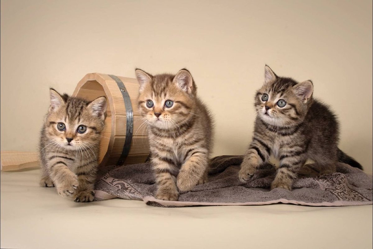 Скоттиш страйт табби котенок