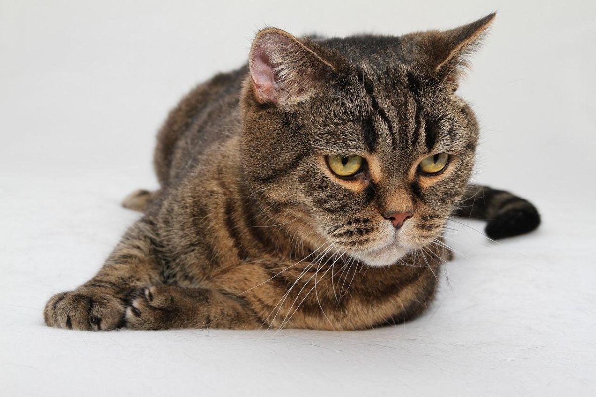 Британец Браун табби