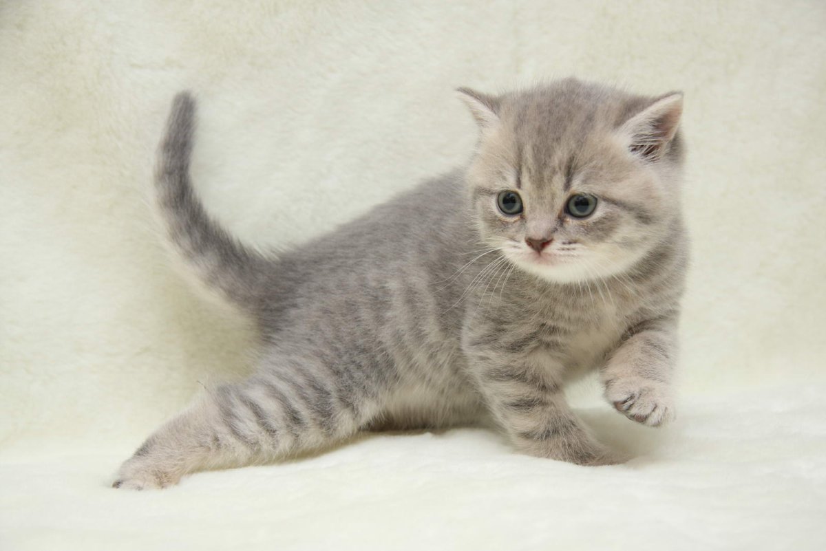 Голубой табби британский