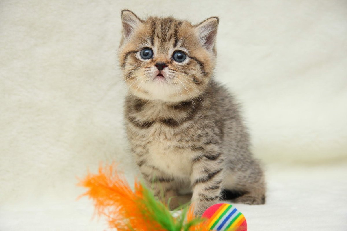 Браун табби котенок