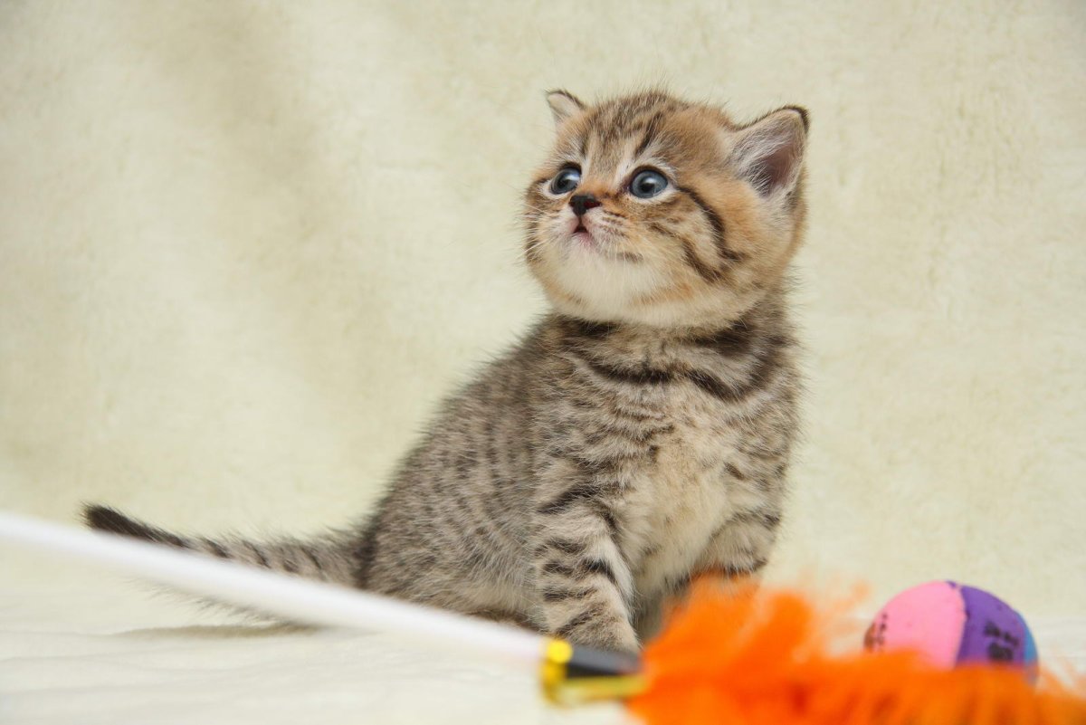 Шотландские котята Браун табби