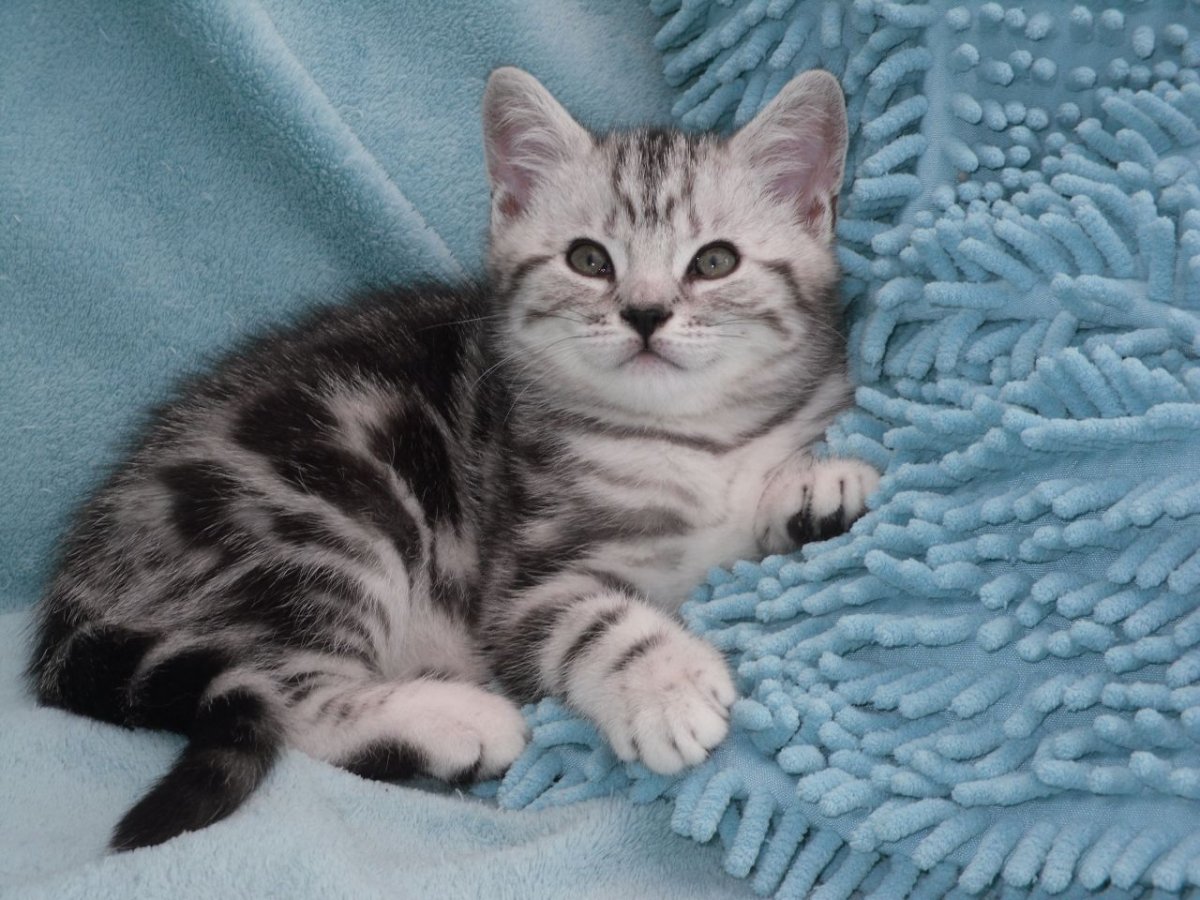 Британская кошка табби