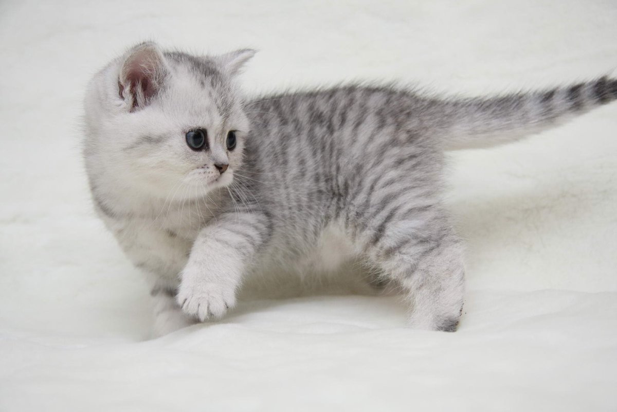 Британский короткошерстный кот полосатый