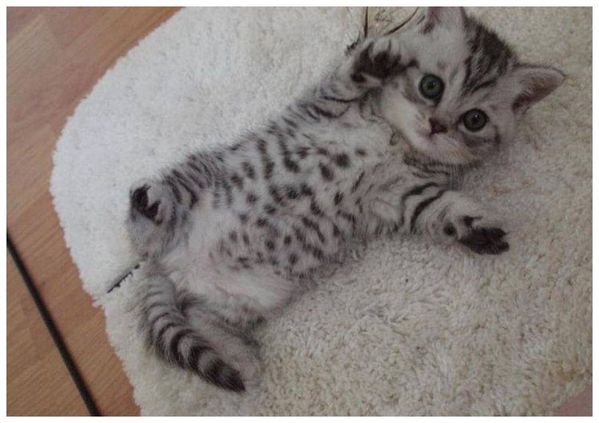 Вискас для котят