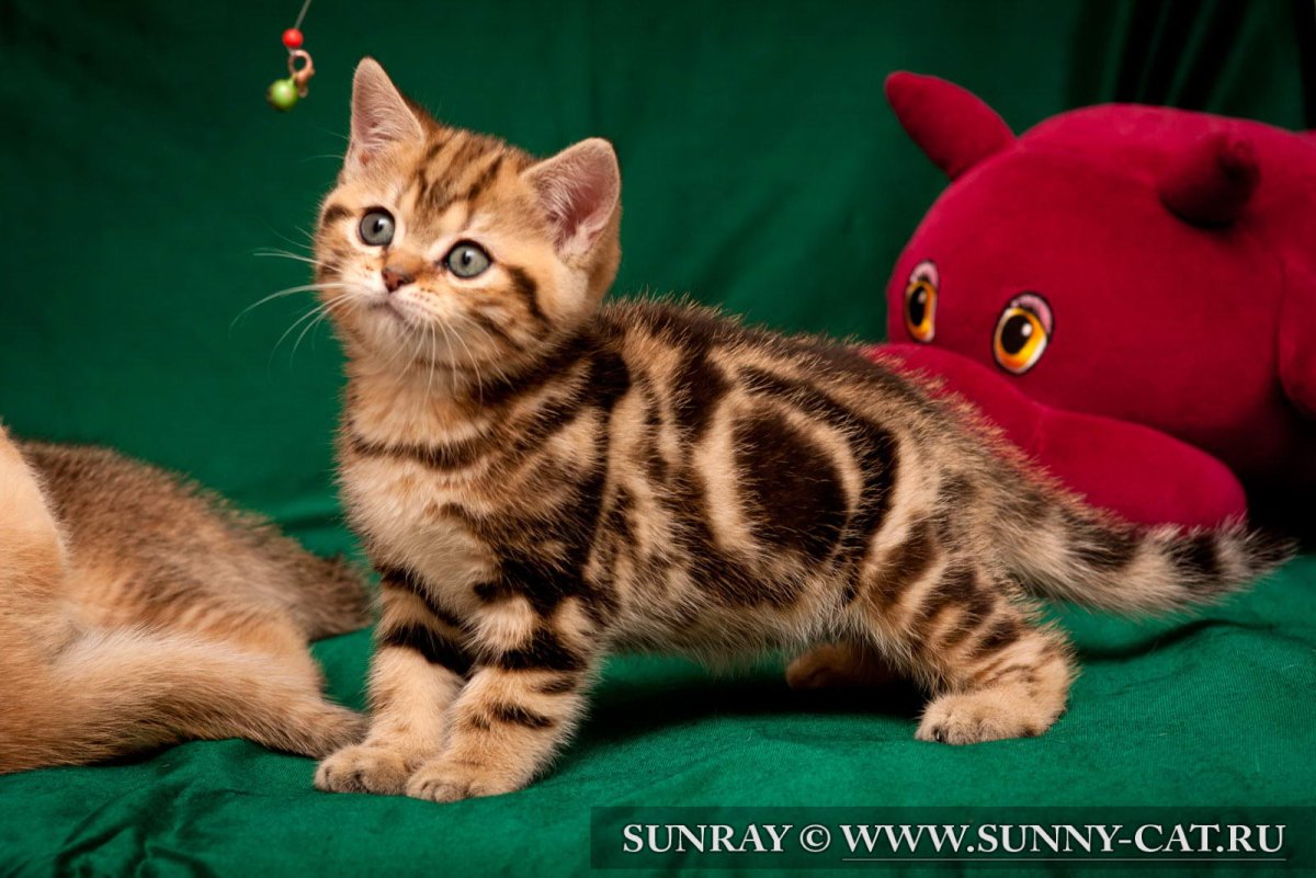 Шотландская вислоухая пятнистая Браун табби