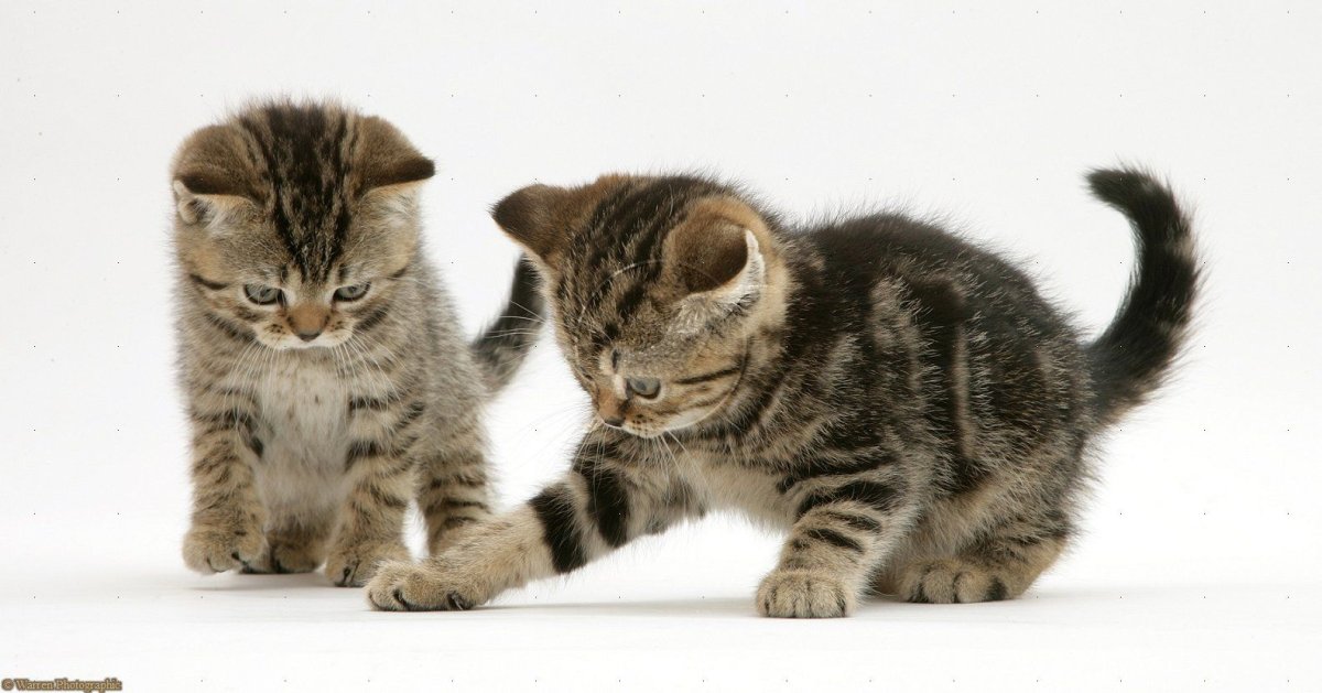 Британские котята табби с мамой