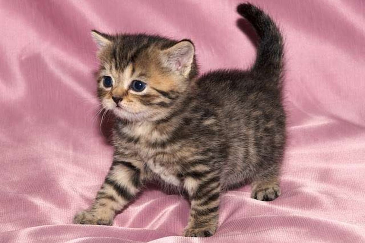 Шотландские тигровые прямоухие котята