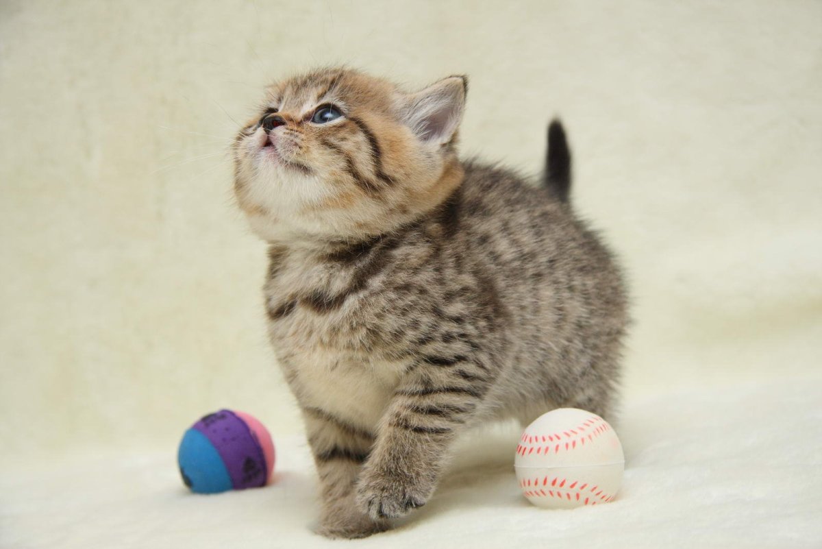 Шотландские котята Браун табби