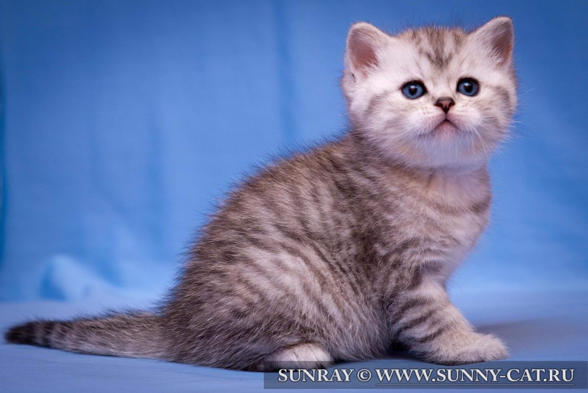 Бритый полосатый британец