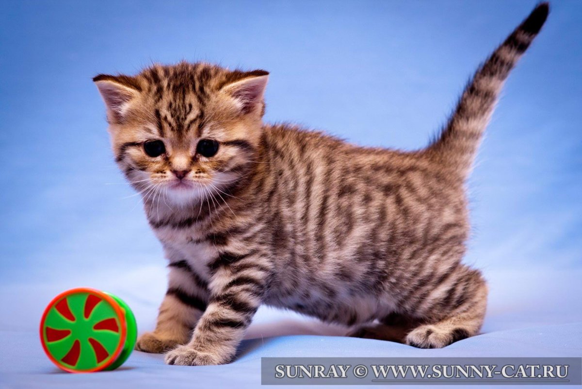 Кошка Манчкин Шотландская прямоухая