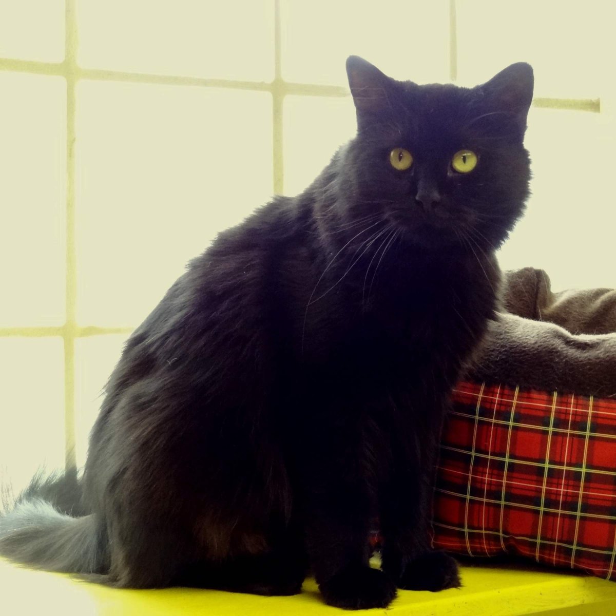 Шантильи Тиффани котята