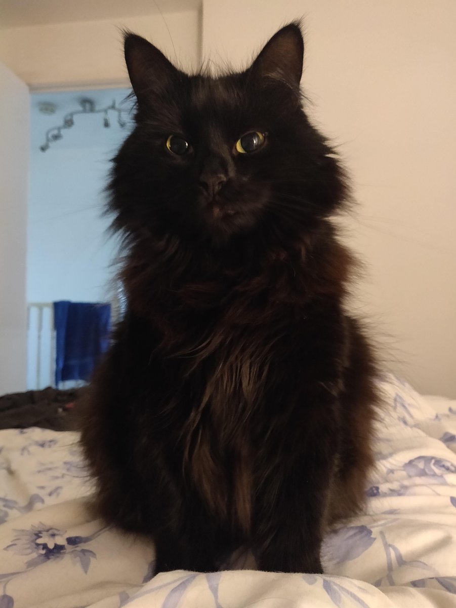 Шантильи Тиффани метис Сибирская