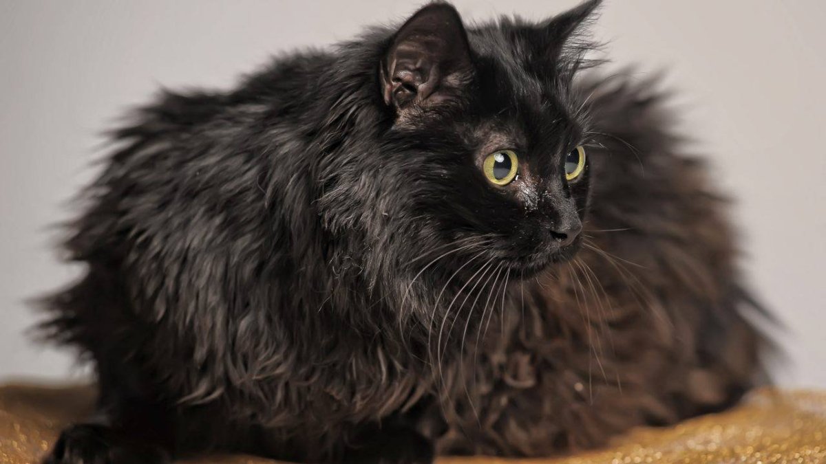 Тиффани шантильи черный