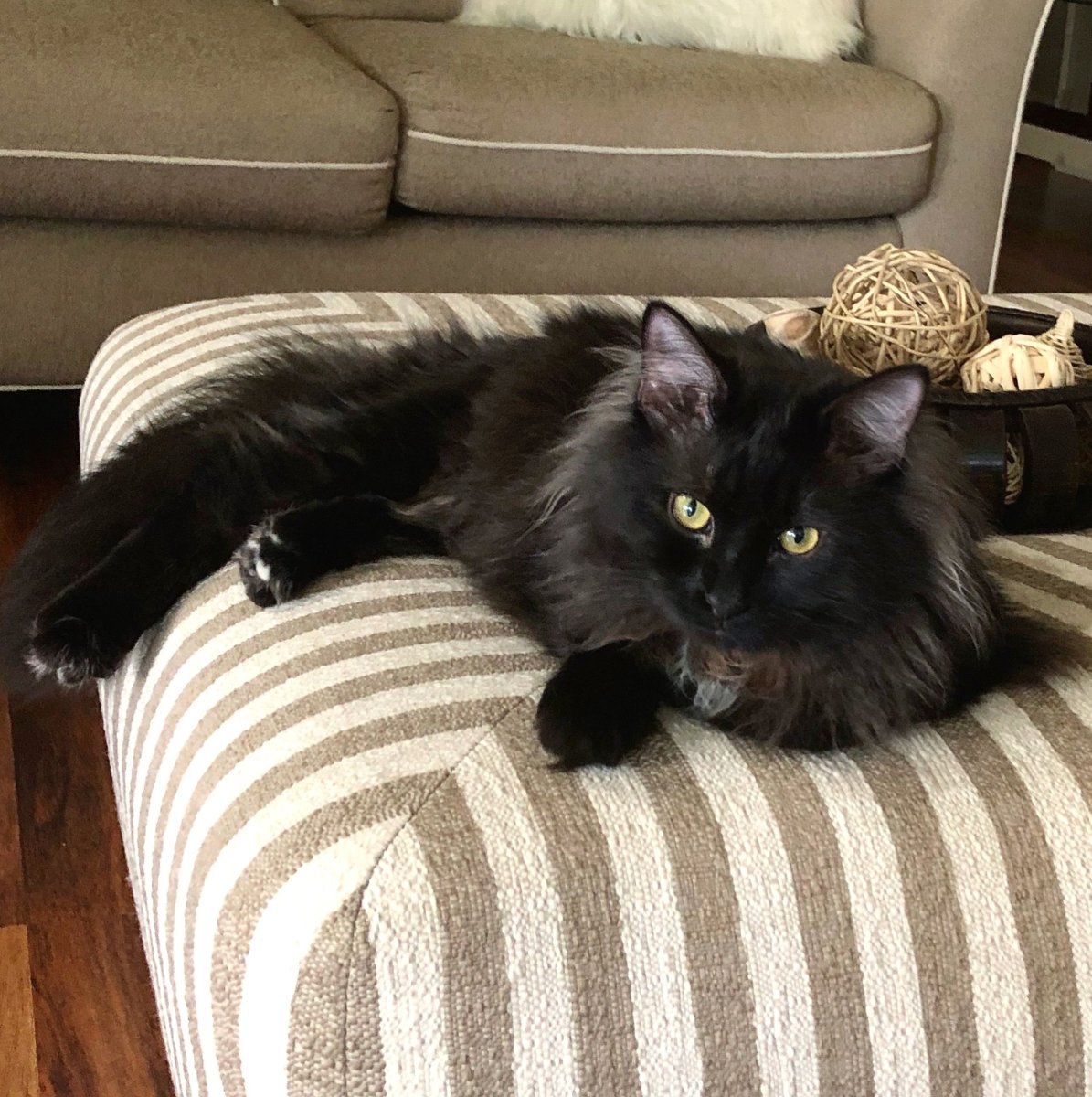 Йоркская шоколадная кошка шантильи Тиффани