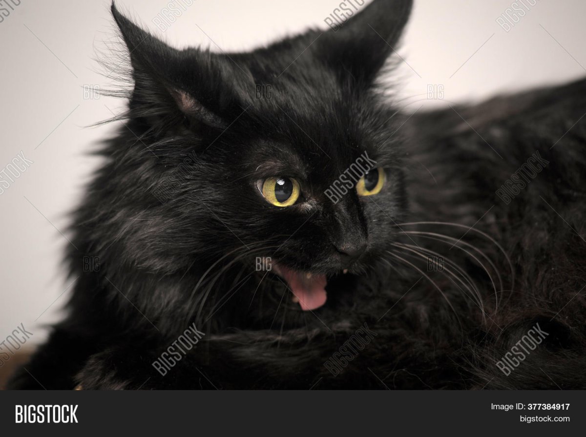 Тиффани шантильи черный