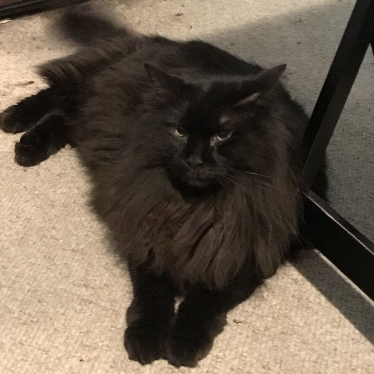 Шантильи Тиффани кошка черная