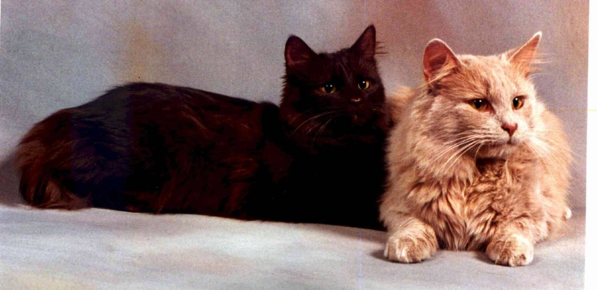 Шантильи Тиффани