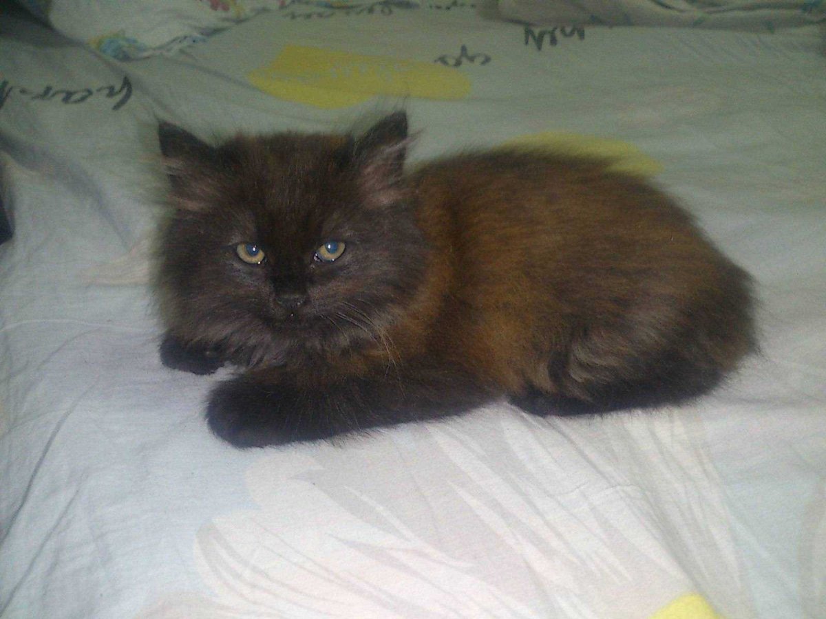 Кот породы шантильи Тиффани