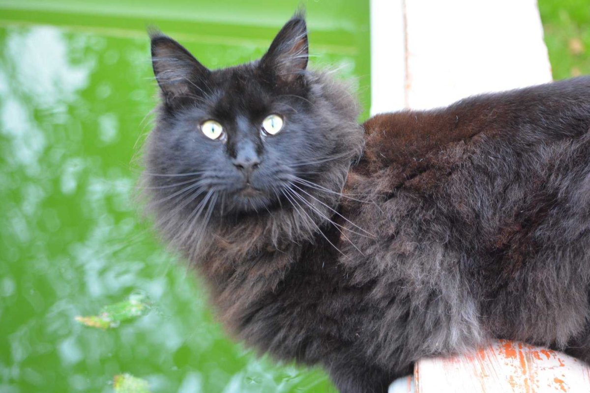 Шантильи Тиффани порода