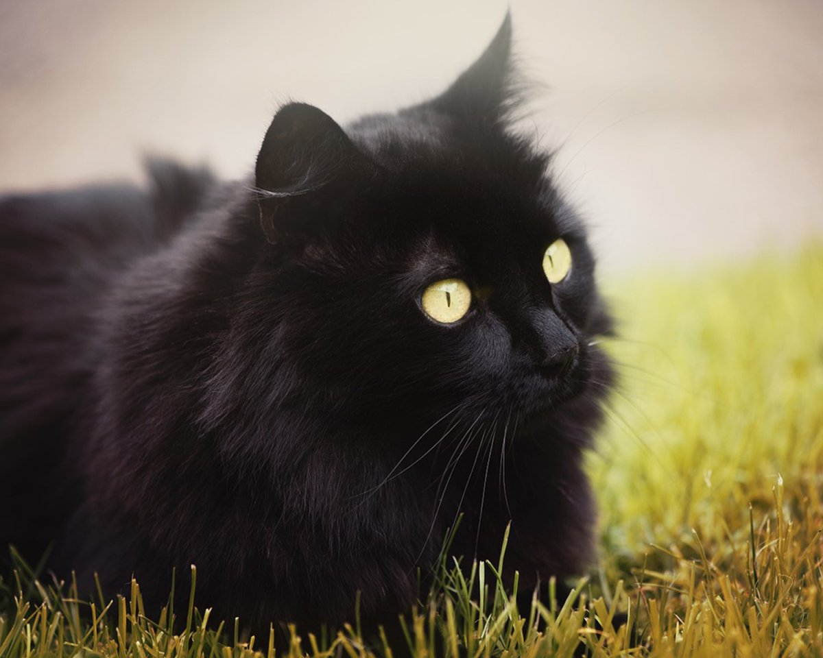 Шантильи-Тиффани порода кошек