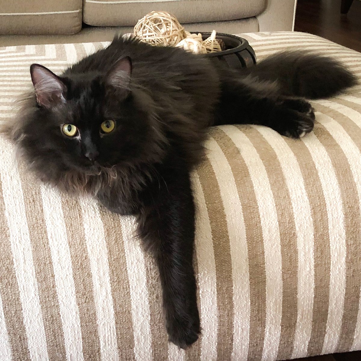 Шантильи Тиффани кошка