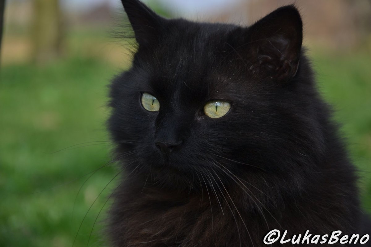 Черный кот шантильи Тиффани 3 месяца кот