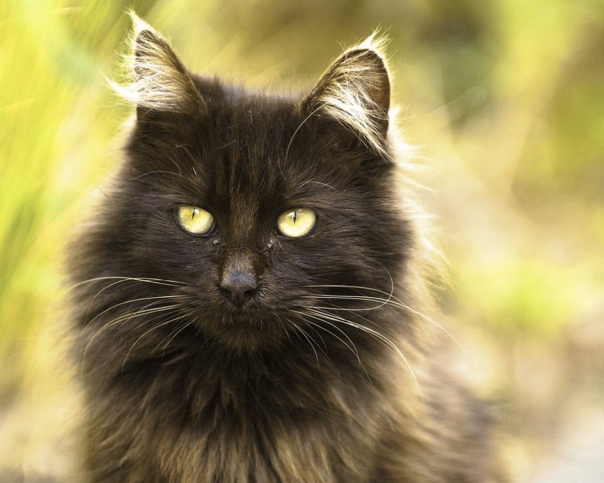 Кошка Тиффани шантильи рыжий