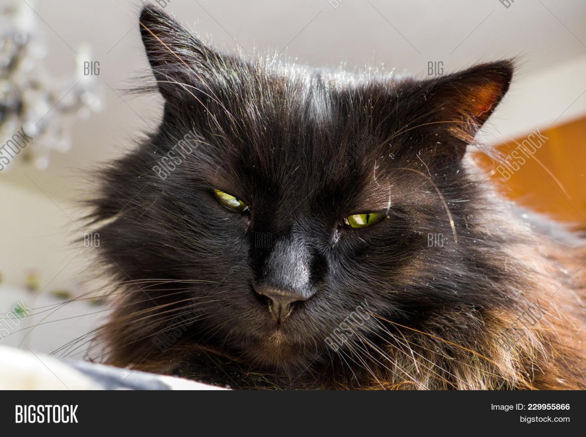 Шантильи Тиффани