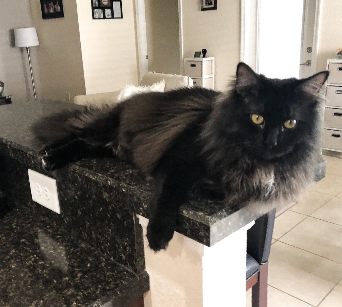 Черная длинношерстная шантильи Тиффани.