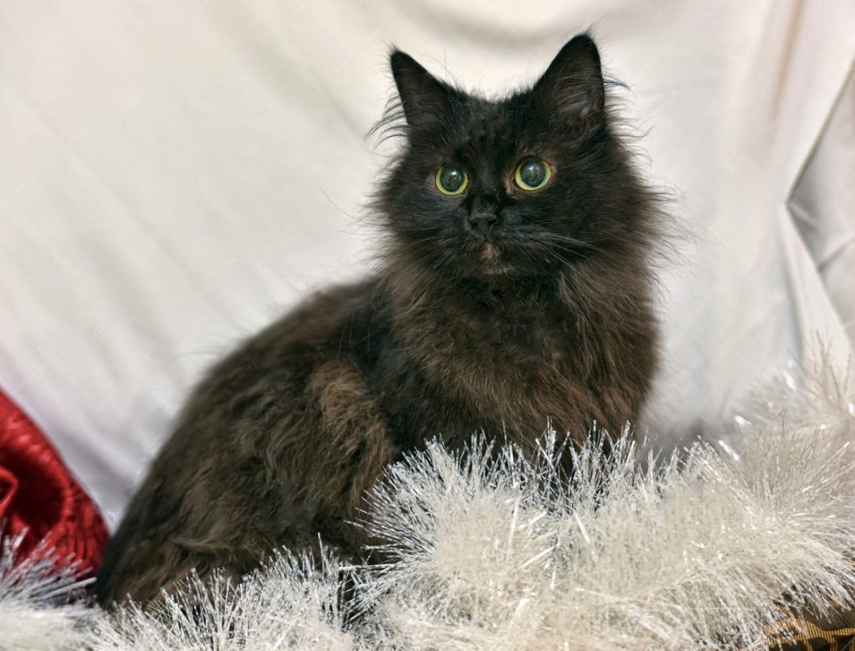 Длинношерстный рингтейл.