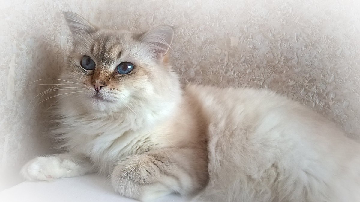 Шантильи Тиффани порода