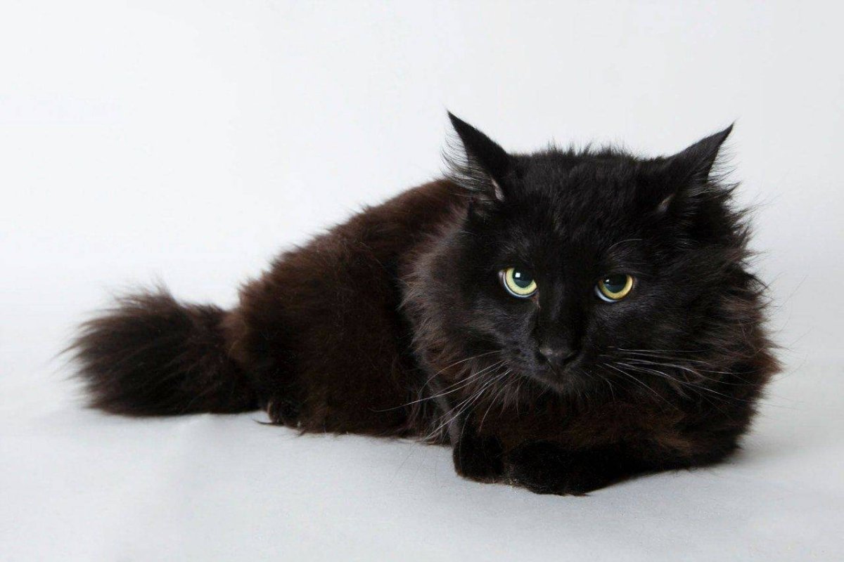 Шантильи Тиффани порода