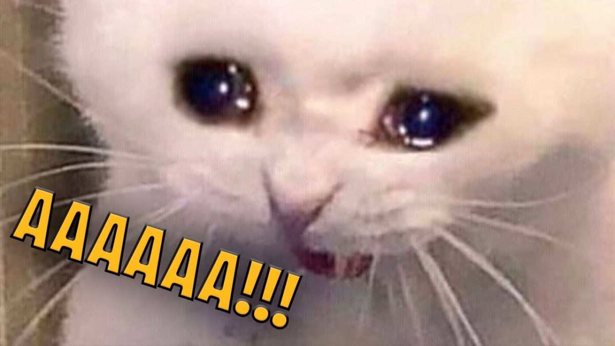 Котик плачет и кричит