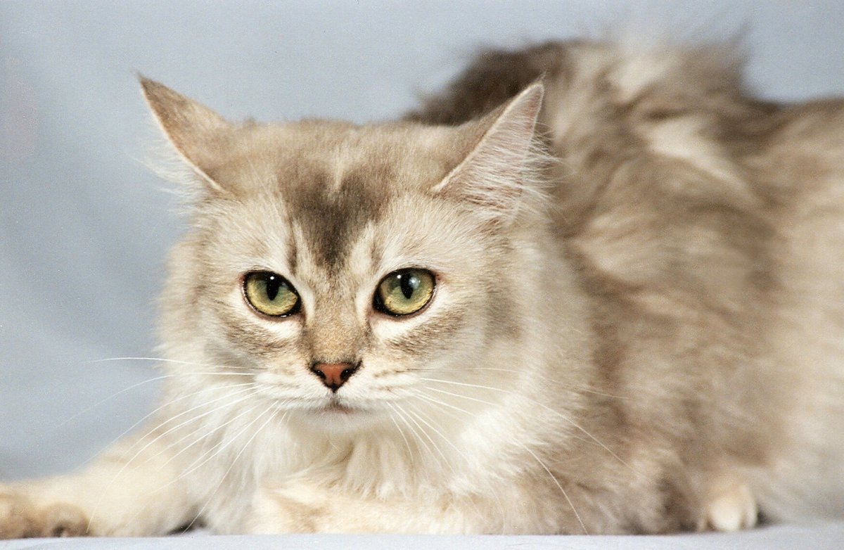 Шантильи Тиффани с белой грудкой