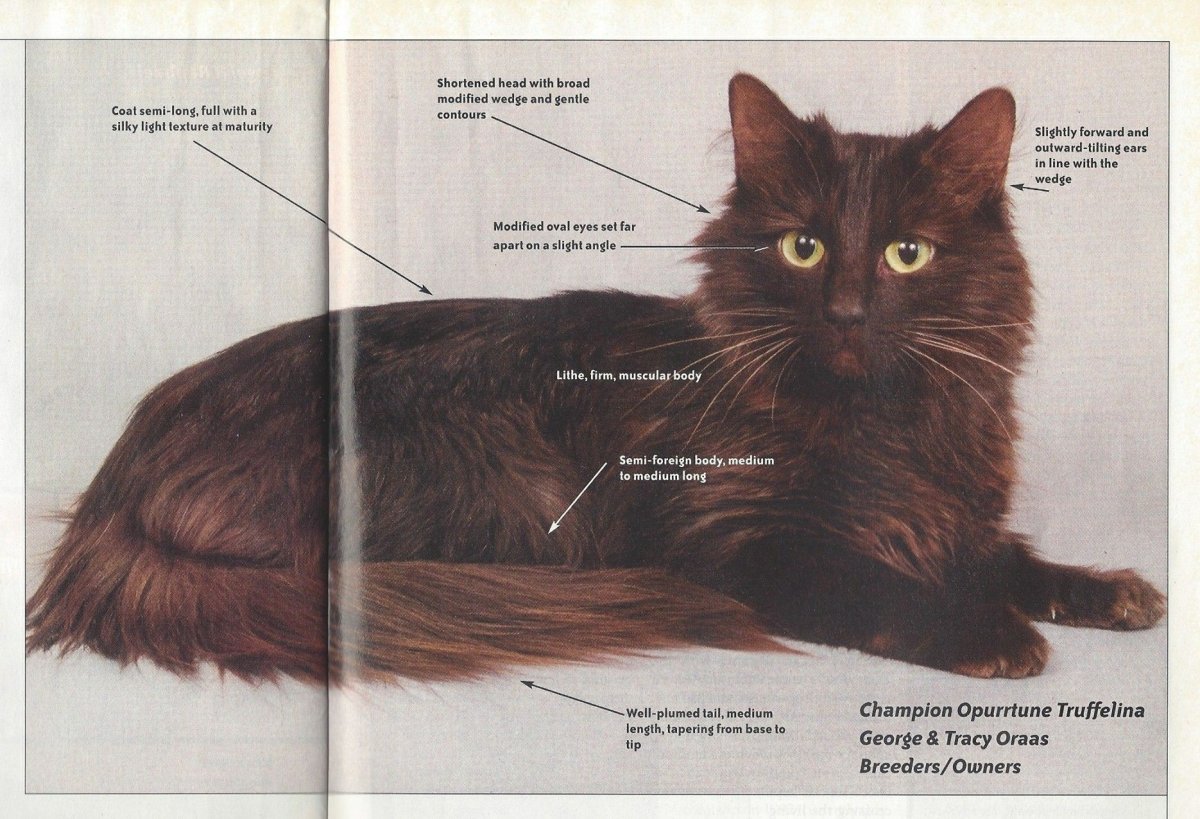 Шантильи Тиффани кошка