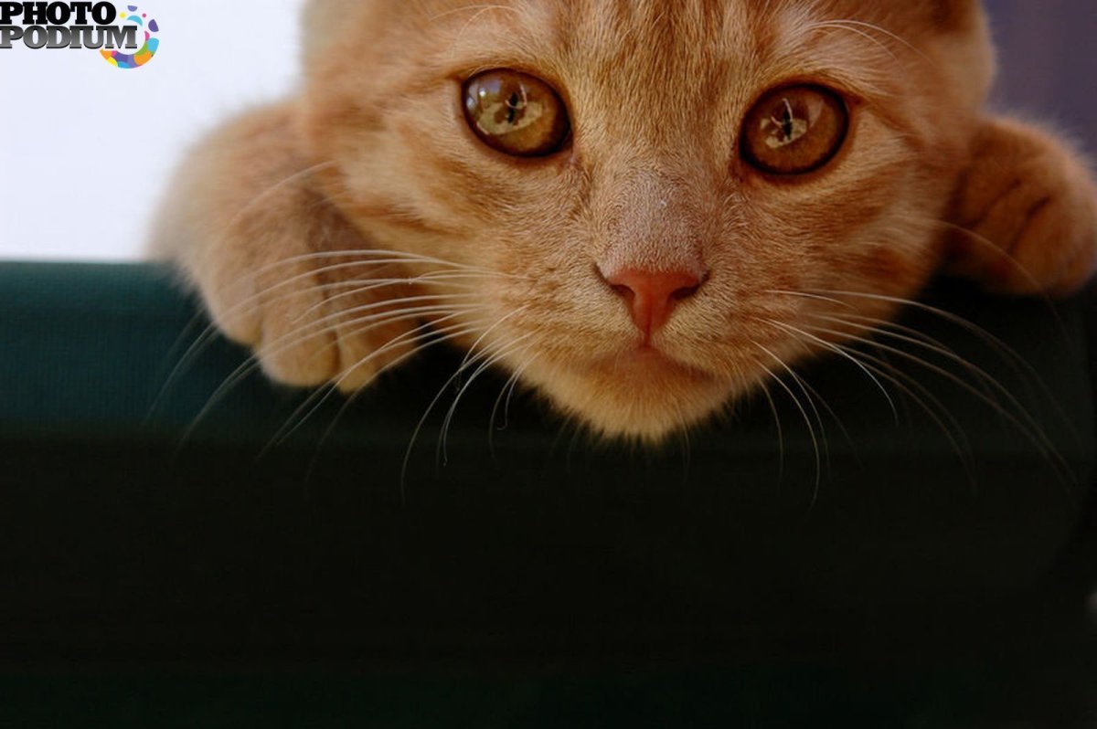 Рыжий кот плачет