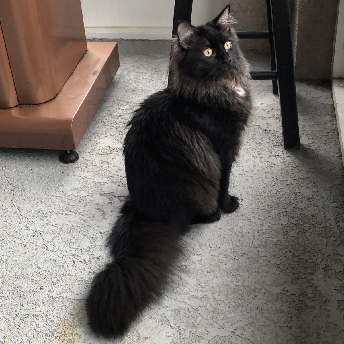 Черная пушистая кошка