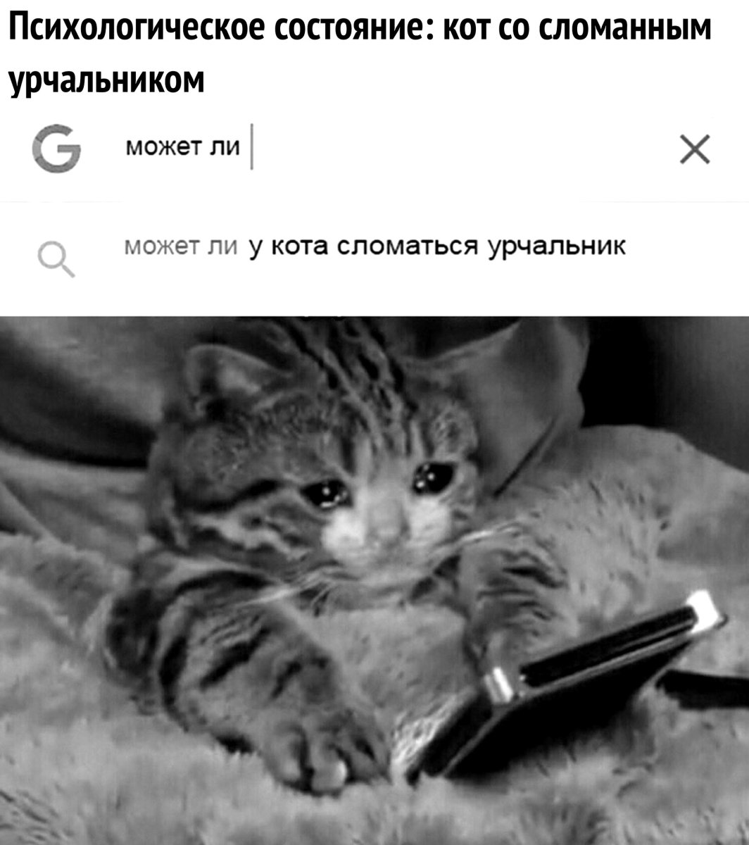 Маленький котенок злится