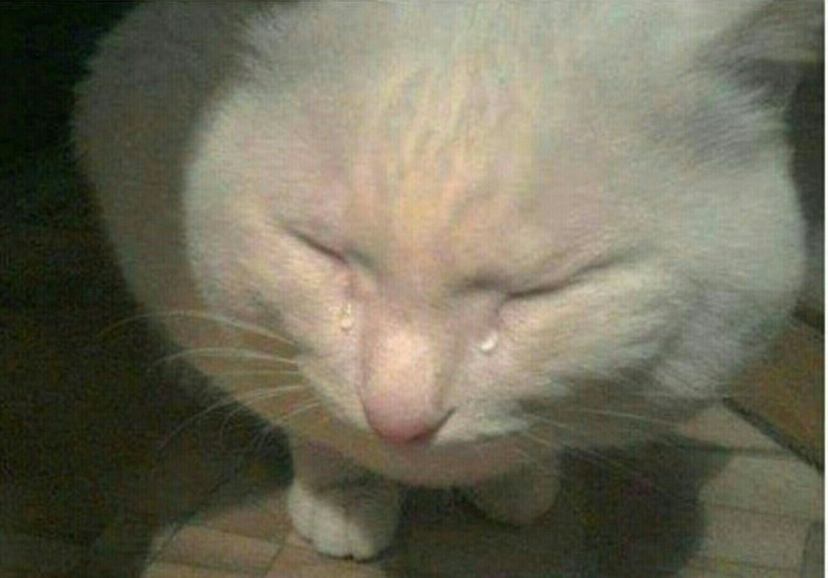 Кот плачет Мем