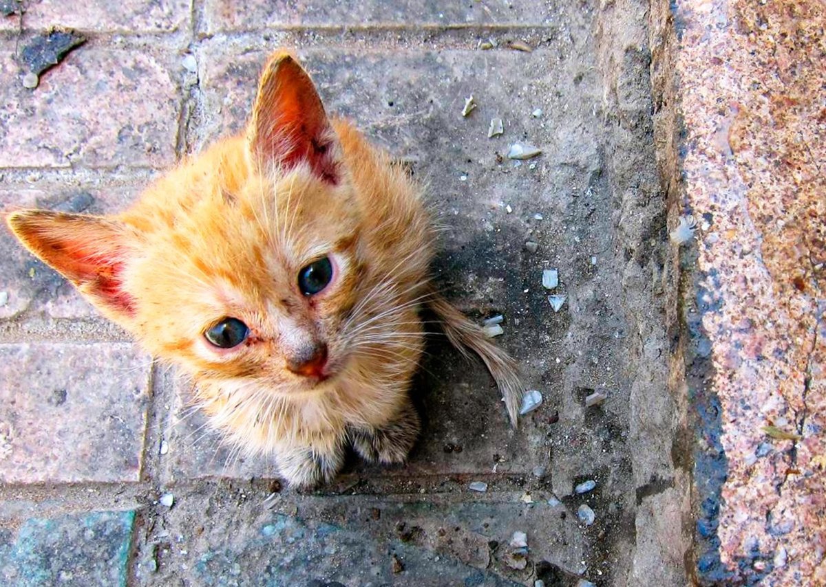 Кошка плачет