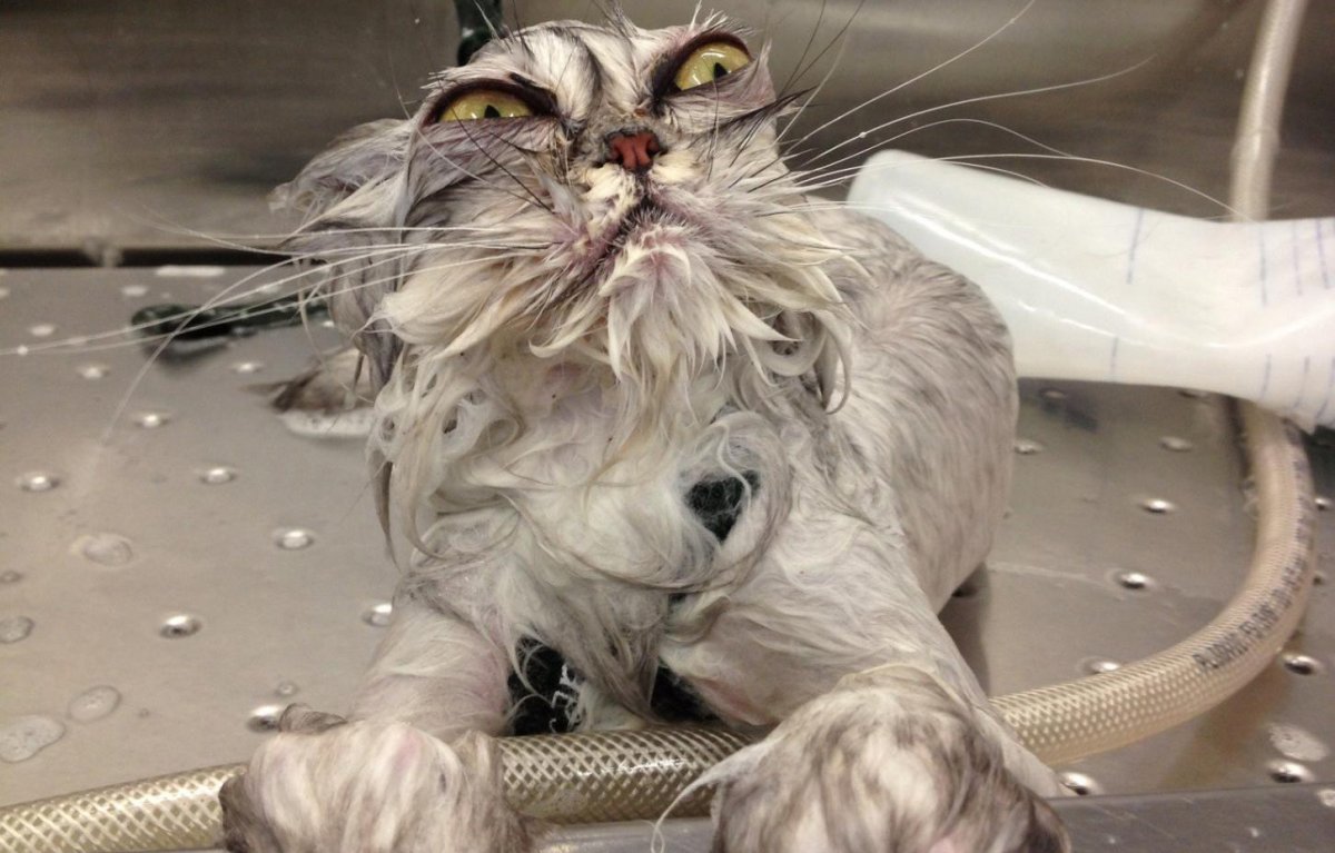 Облезлый кот