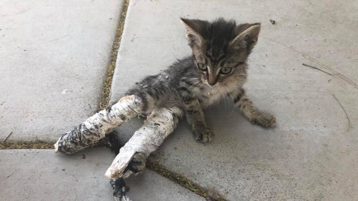 Котенок с переломанными лапами