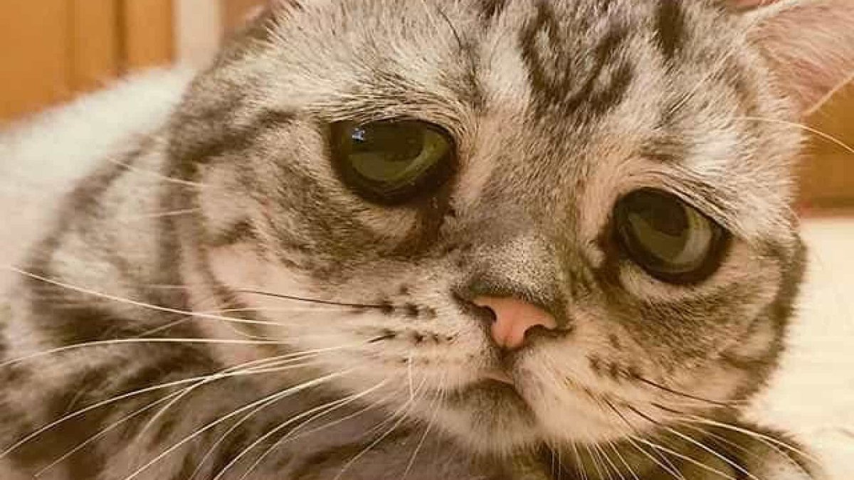 Грустный котик