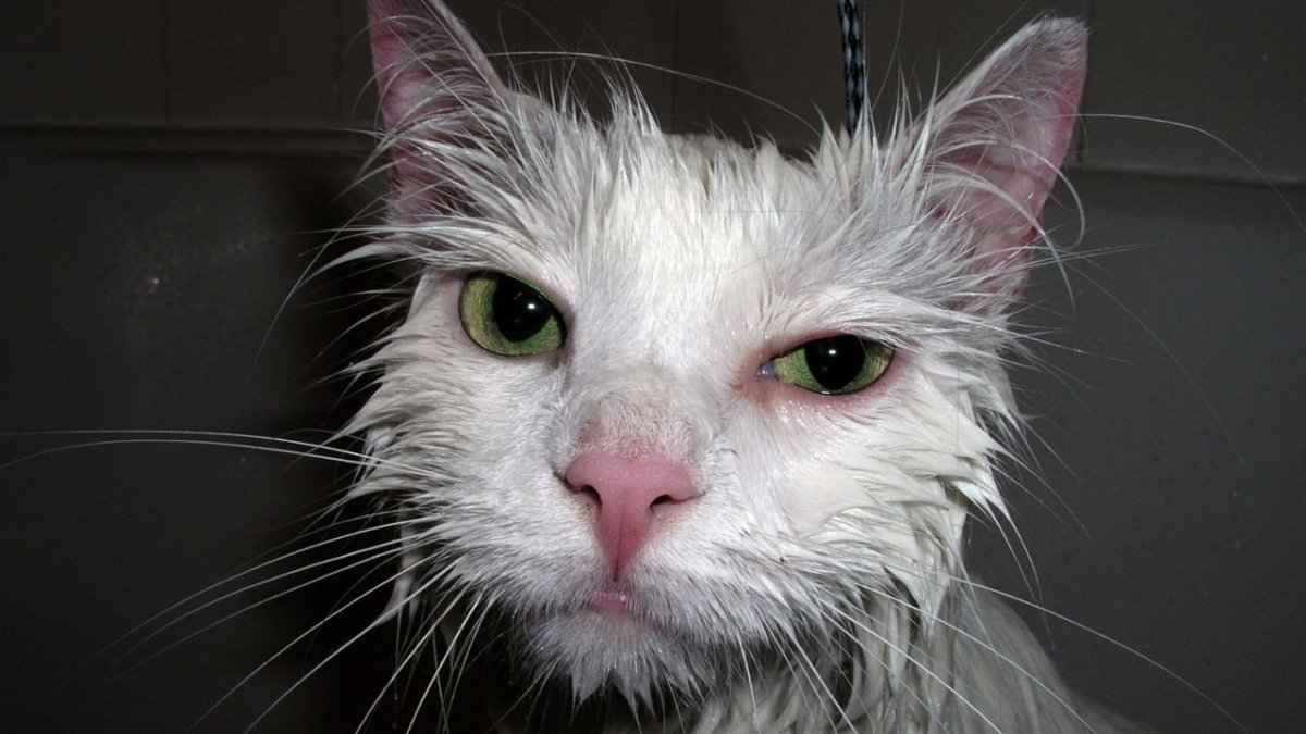 Мокрые коты