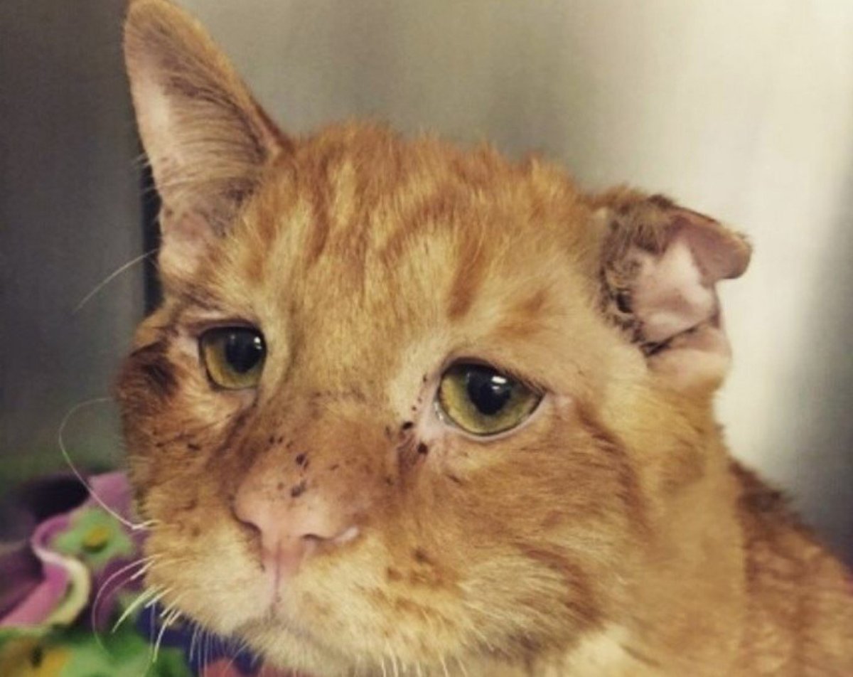 Плачущий рыжий кот