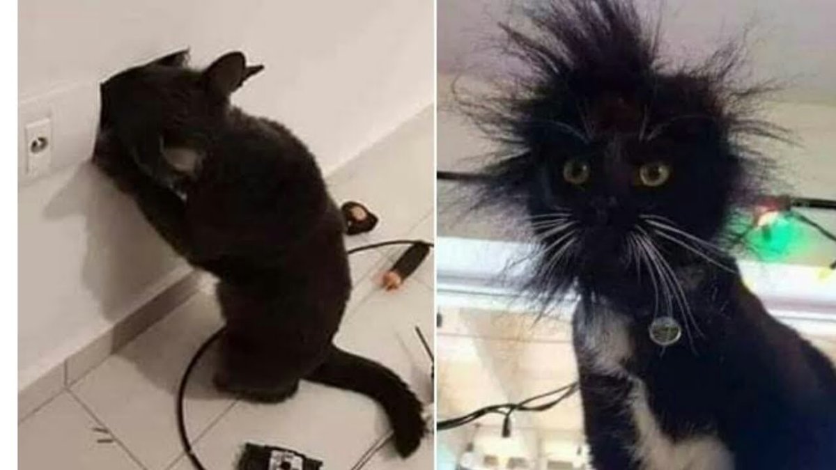 Кот которого ударило током